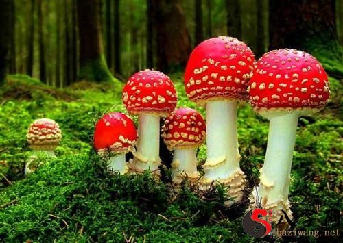 梦到在山中获得宝物