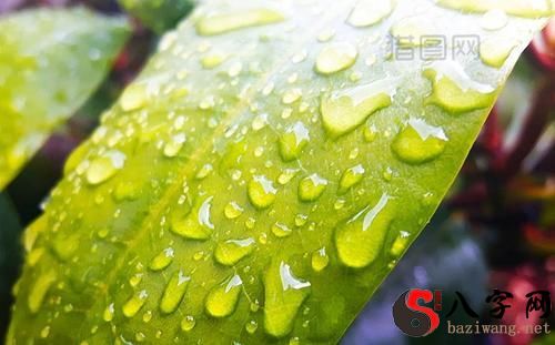 梦到下绿色的雨