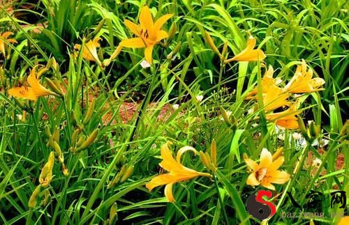 梦到绿色叶上摘下黄花