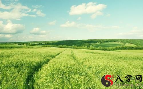 梦到绿色麦田