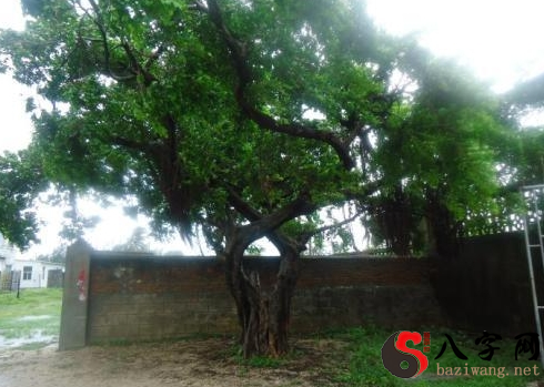 梦到挖院子里的树