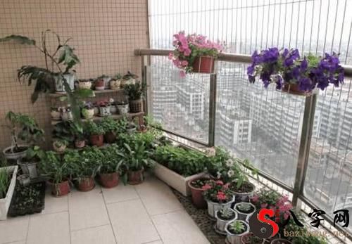 梦到阳台放着鲜花