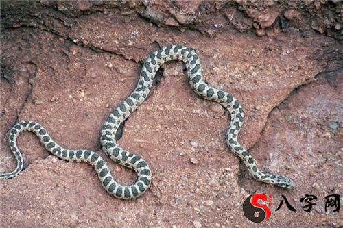 梦到卧室里有蛇