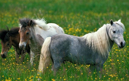 两个属马的结为夫妇如何