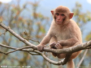 1980属猴男的42岁之后运势如何