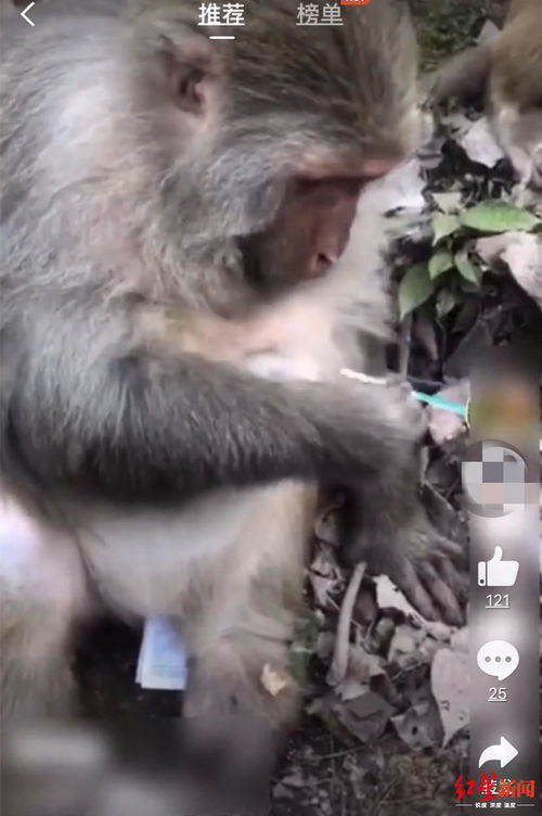 96年男鼠 92年女猴相配吗