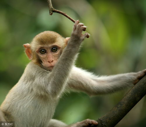 2004年属猴的人是怎样的命