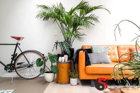 客厅养什么植物风水好